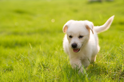 what are the signs of a healthy dog