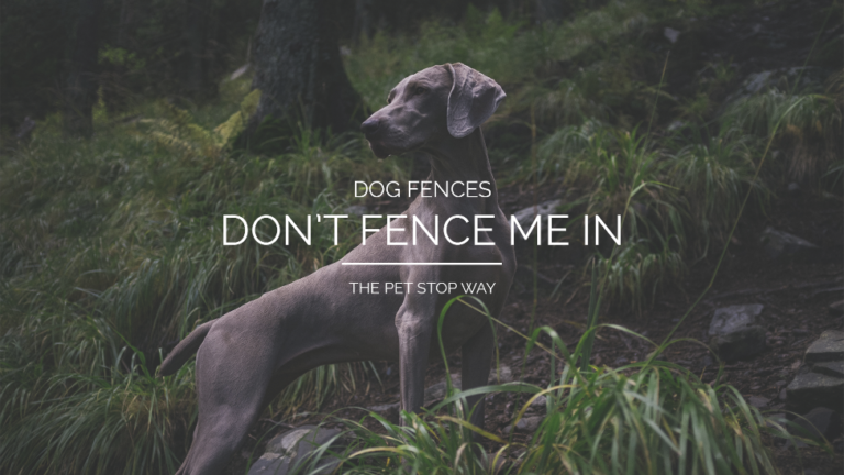 Dog Fence 768x432 