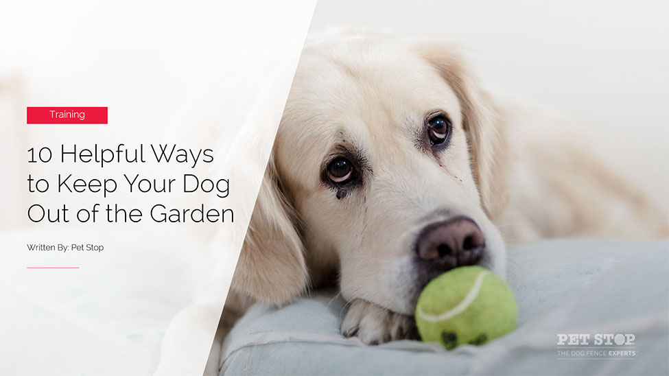 how to keep my dog out of my flower garden