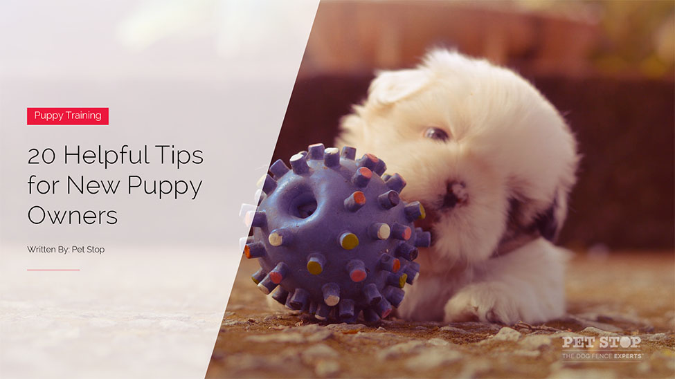 Best Puppy Supplies for New Dog Owners