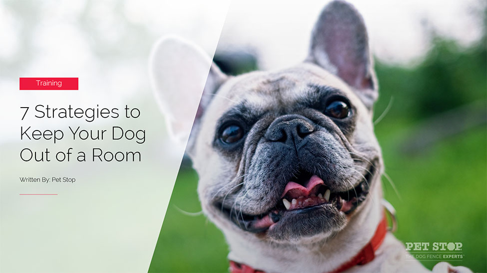 7 Strategies to Keep Your Dog Out of a Room • Pet Stop®
