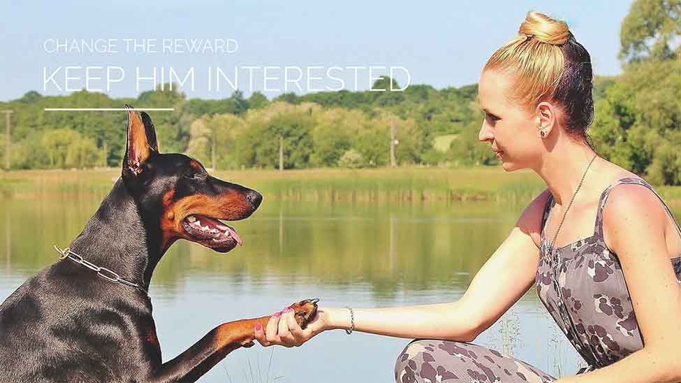 Change The Reward Keep Your Dog Interested