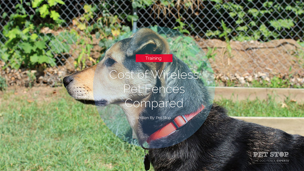 The Key Differences Between Regular and Wireless Pet Fences • Pet Stop