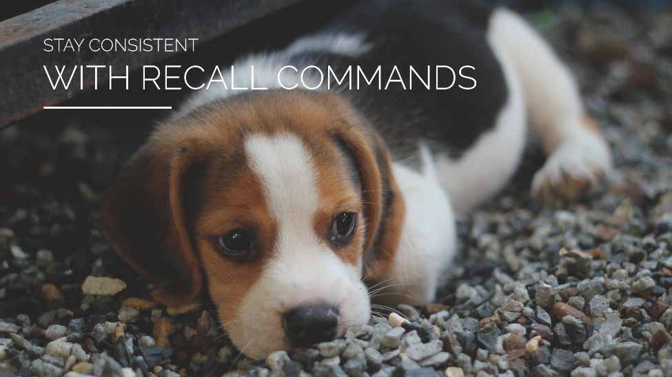 Stay Consistent With Recall Commands