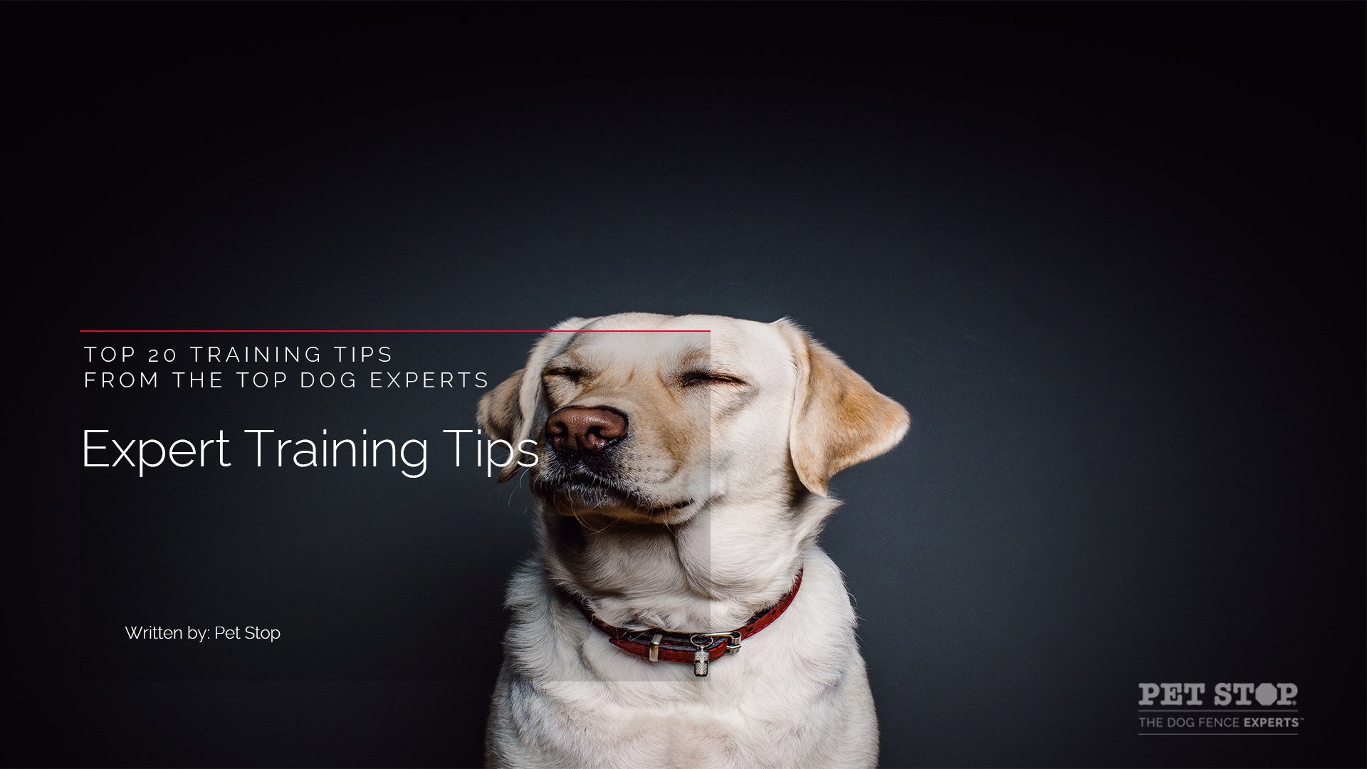 
20 Training Tips From the Top Dog Experts • Pet Stop®