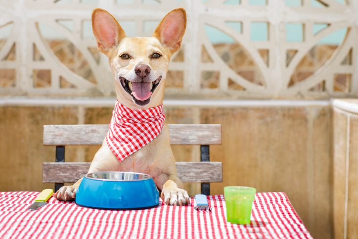 Happy dog waiting for dinner