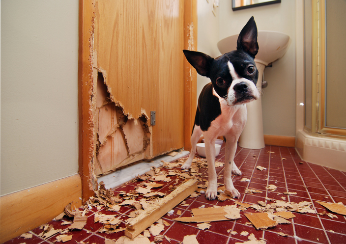 Puppy proofing sale a room