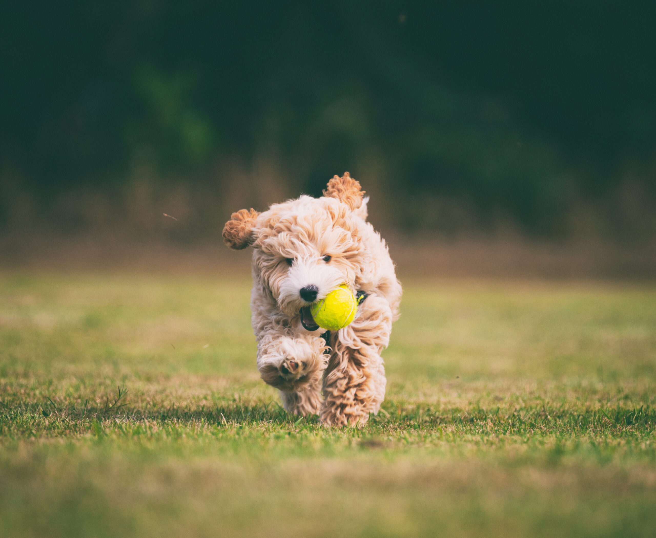 How much exercise does your dog need?