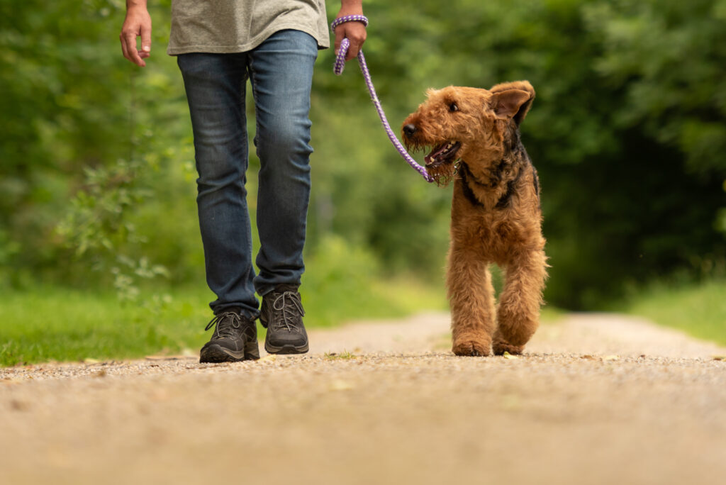 training a dog to walk with loose leash