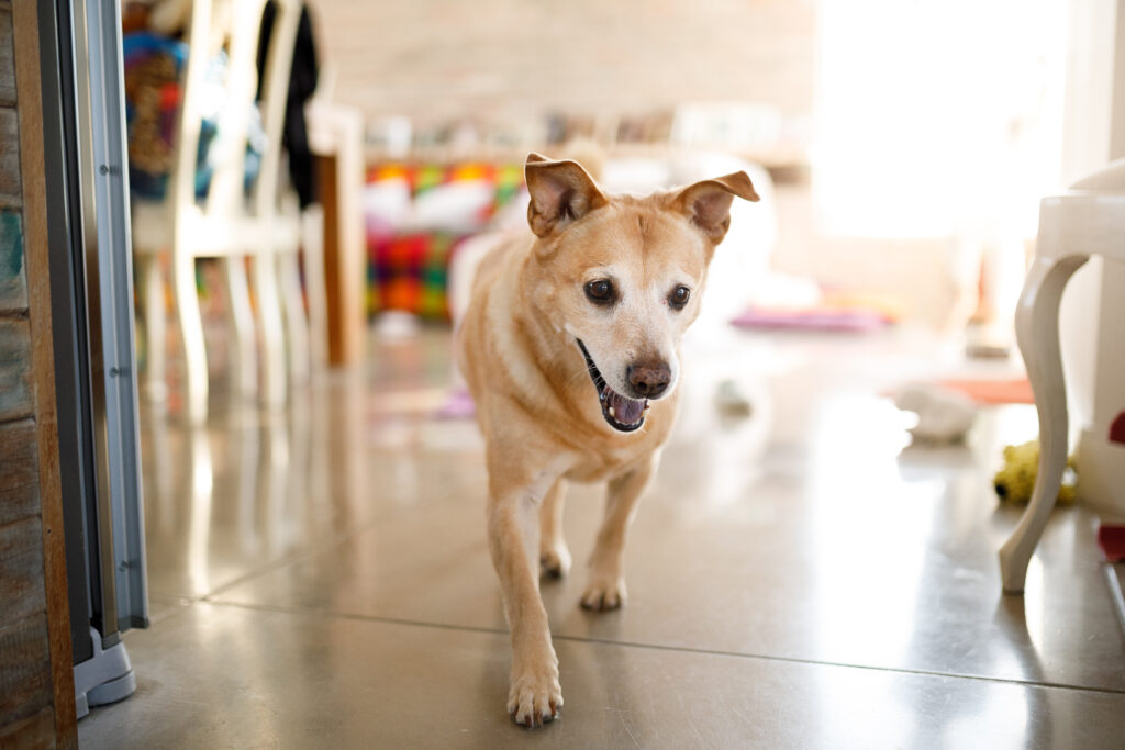 training a dog to go to its place