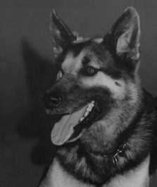 Nemo the Air Force heroic dog