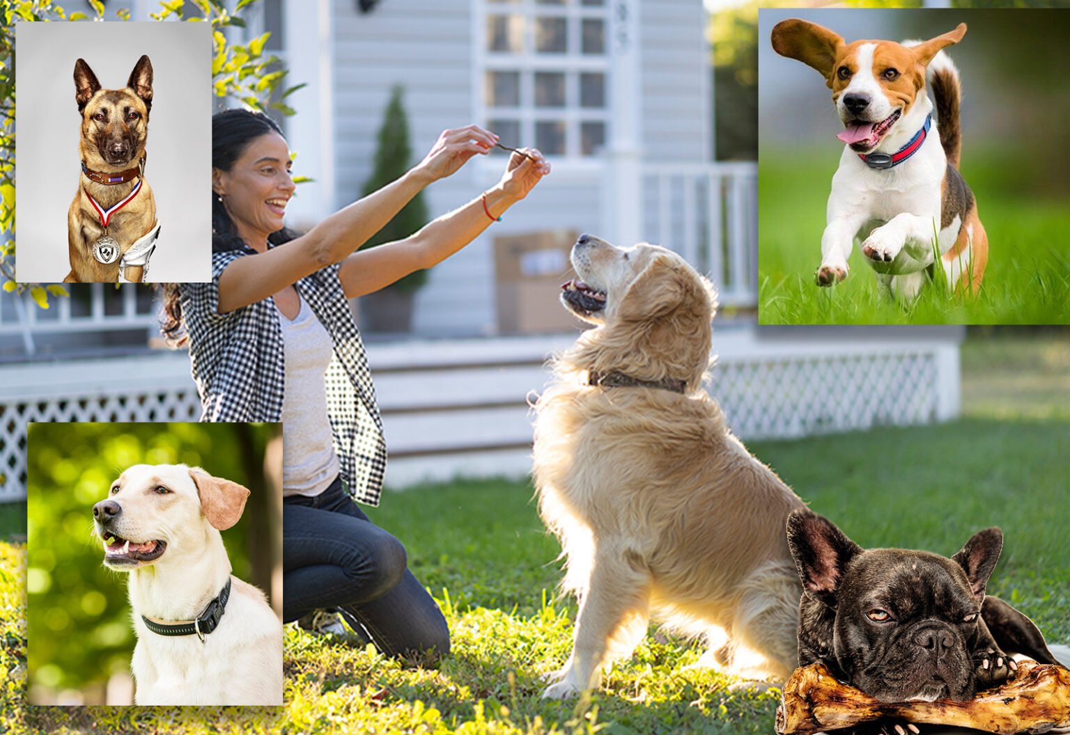 feature_image_breeds • Pet Stop® Dog Fence Company