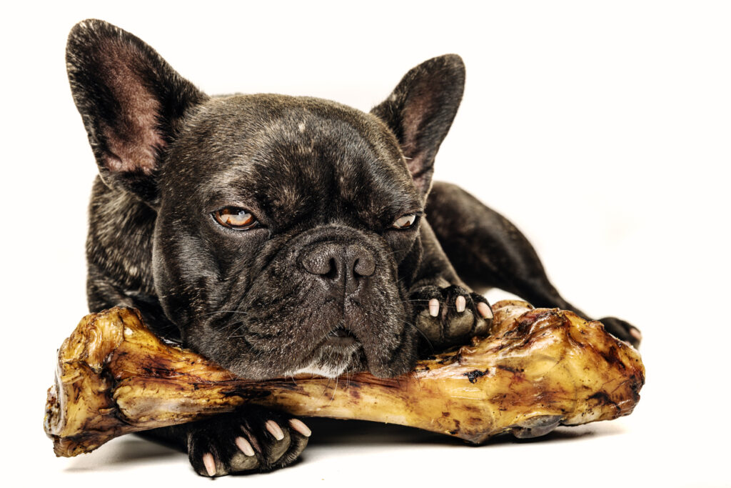 Portrait of a grumpy French Bulldog who is being very protective of his serrano ham bone. Photographed against a perfect white background, colour, horizontal with some copy space. But bones for dogs can be dangerous they can splinter when eaten and hurt the dog.