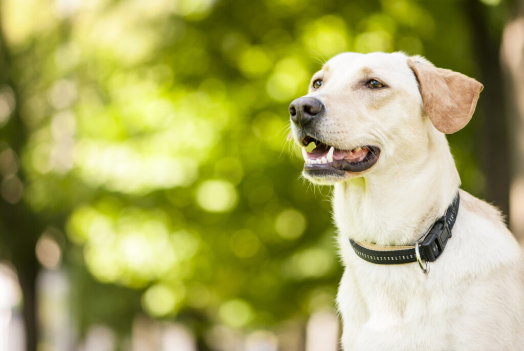 A happy Labrador Retriever