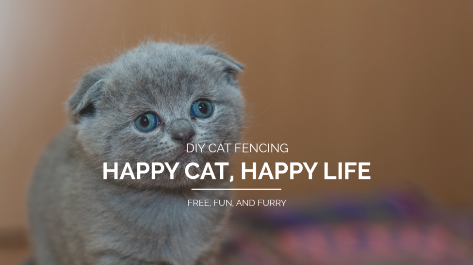 Kitten DIY Fencing