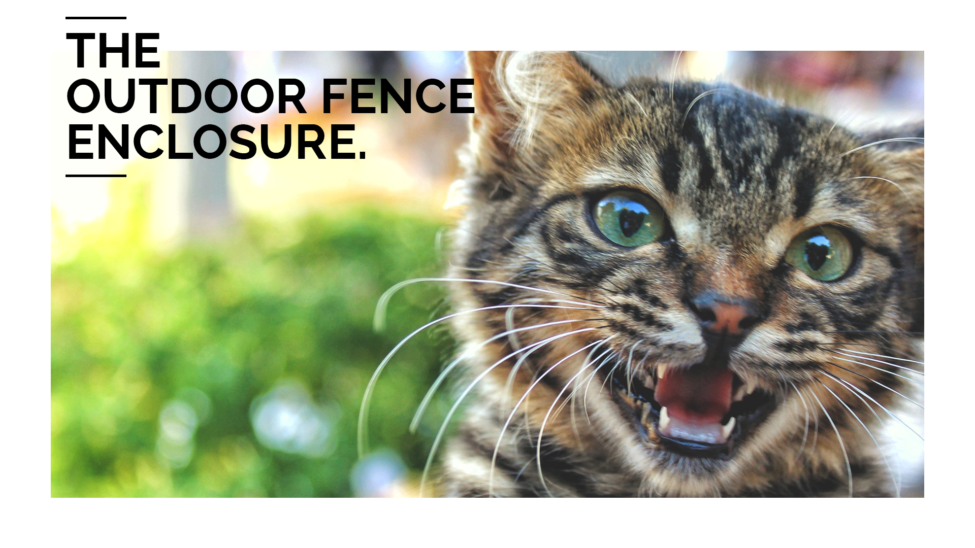 Outdoor Cat Enclosure