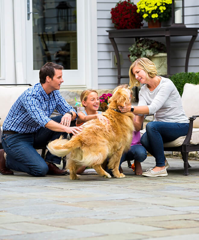Best Rated Wireless Dog Fence
