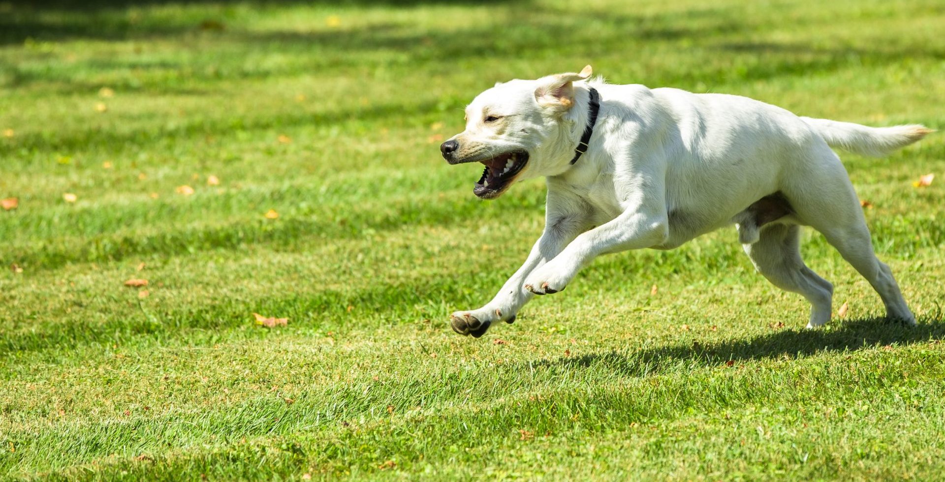 Dog Chasing Fun