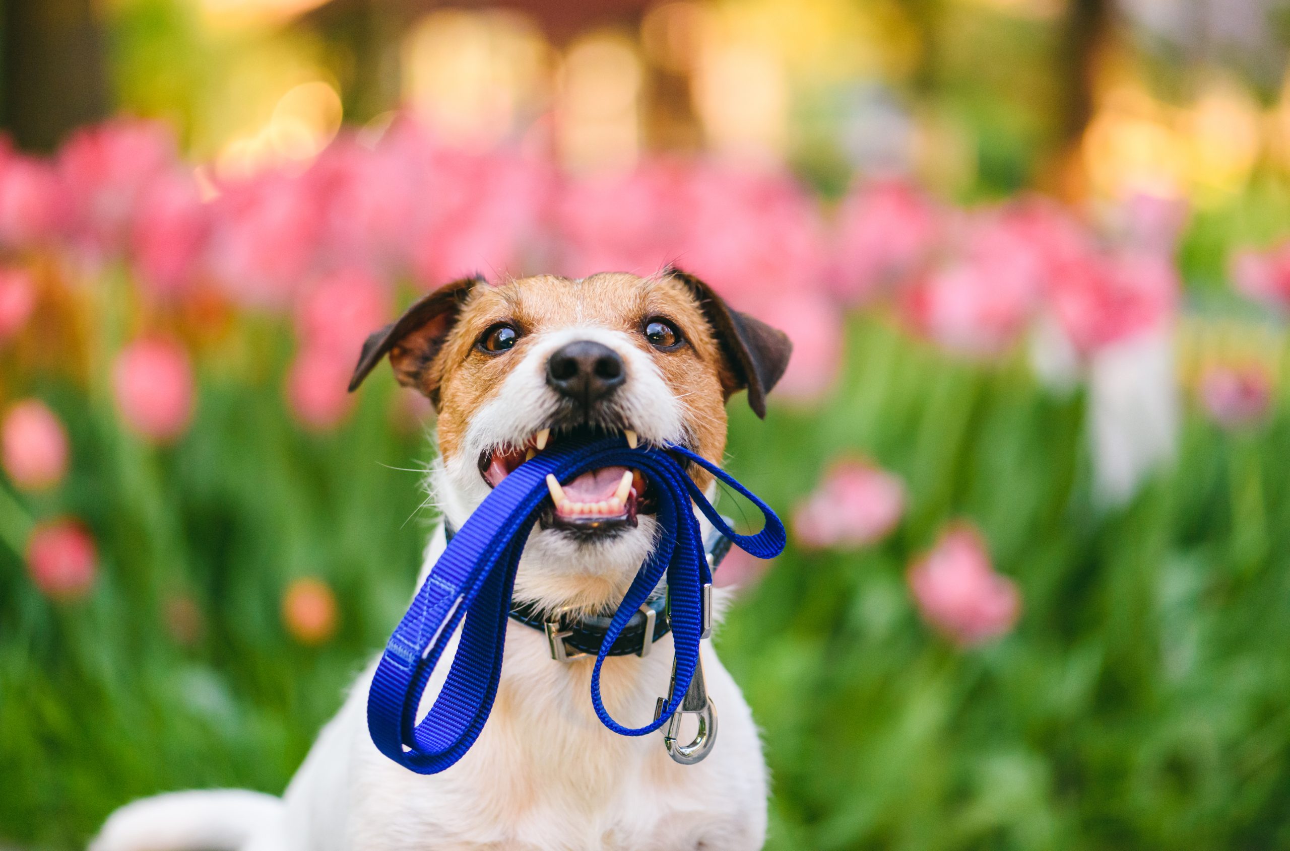 Acclimating Your Dog to a New Home