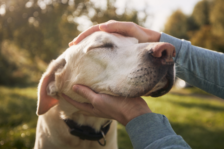 Acclimating Your Dog to a New Home
