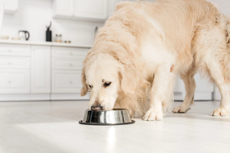 What Is The Best Food For Dogs What Is The Best Food For Dogs